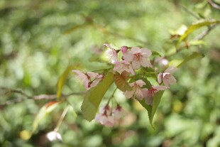 粉色樱花