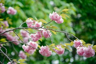 枝头绽放的粉嫩樱花