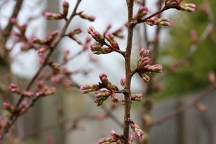 枝头樱花