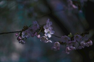 枝头绽放的樱花