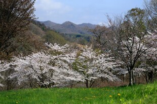 春日烂漫樱花绽放美景