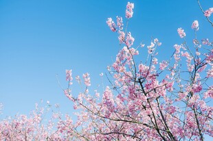 蓝天映衬下的烂漫樱花