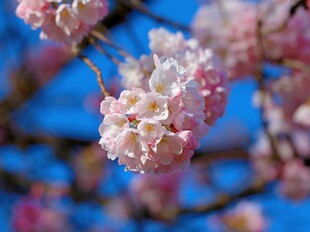 枝头绽放的粉嫩樱花
