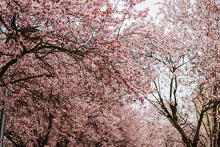 烂漫樱花树