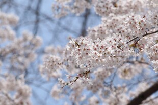 枝头烂漫樱花绽放