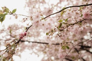 烂漫樱花枝头绽放