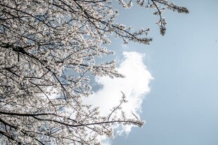 枝头樱花