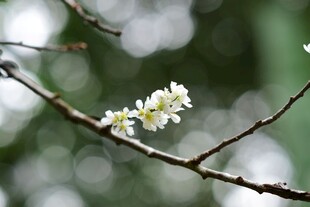枝头绽放的樱花