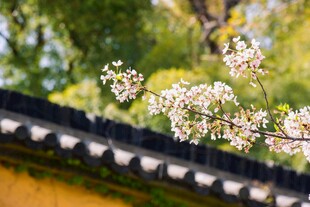 中式屋檐下的绽放樱花