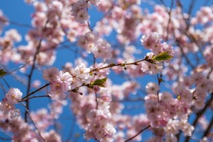 春日绽放的粉嫩樱花