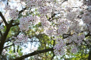 盛开的樱花树枝