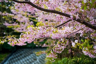 烂漫樱花绽放于园林间