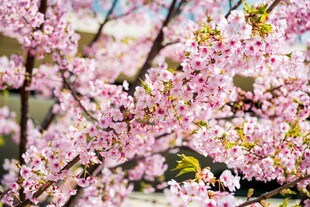 樱花 