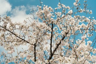 蓝天映衬下的烂漫樱花树