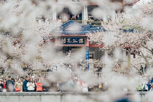 春日樱花