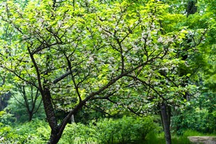 春日繁花满树的樱花