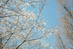 蓝天映衬下的烂漫樱花