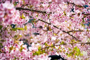 烂漫樱花绽放枝头