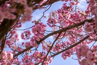 春日烂漫樱花枝头绽放