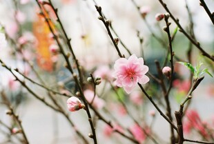 绽放的粉色樱花