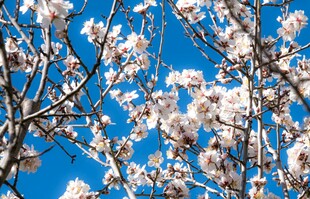 蓝天映衬下的烂漫樱花