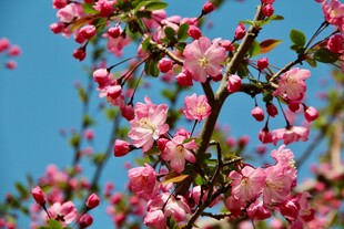 枝头粉樱花