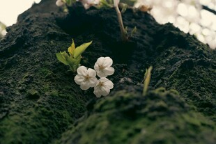 苔藓间绽放的樱花
