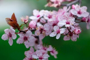 枝头绽放的粉嫩樱花