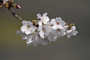枝头绽放的洁白樱花