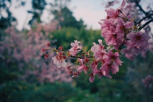 枝头绽放的樱花