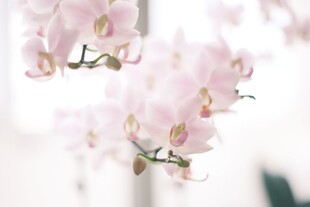 粉色樱花