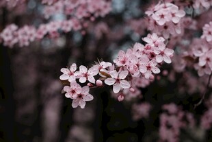 枝头绽放的粉嫩樱花