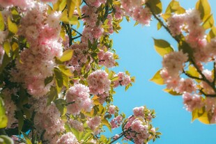 春日烂漫樱花绽放枝头