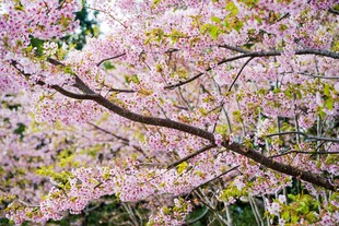 烂漫樱花枝头绽放