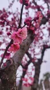枝头绽放的樱花