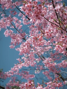 蓝天映衬下的烂漫樱花