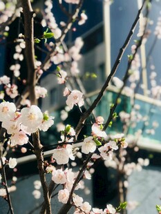 枝头绽放的粉嫩樱花