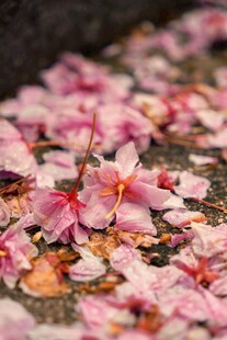 地上散落的粉色樱花花瓣