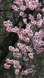 枝头绽放的粉嫩樱花