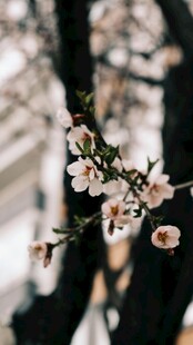 枝头绽放的粉嫩杏花