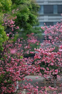 烂漫盛开的樱花