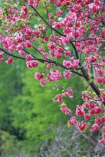 枝头樱花