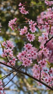 枝头绽放的粉嫩樱花