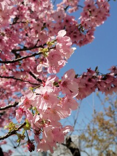 春日烂漫樱花枝头绽放