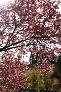 烂漫樱花树