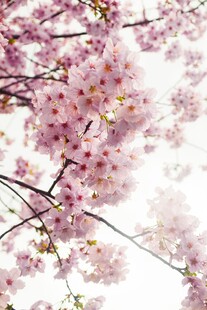 烂漫樱花枝头绽放