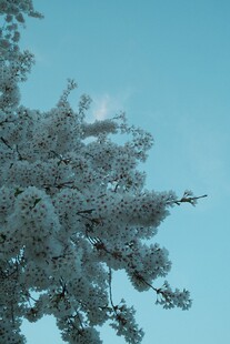 枝头覆雪的松树