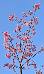 蓝天映衬下的粉色樱花