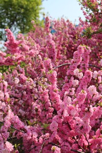 艳丽樱花花丛绽放