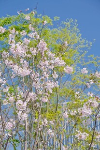 蓝天映衬下的烂漫樱花树
